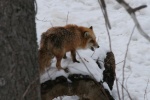 California depredation permits for subspecies of red fox.