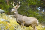 California depredation permits for deer