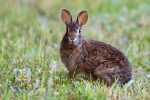 California depredation permits for rabbits.