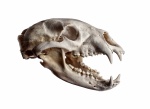American black bear skull.