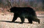California depredation permits for bears.