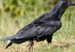 California depredation permits for American crows.