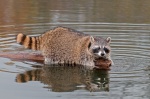 California depredation permit for furbearing mammals, including badger, beaver, gray fox, mink, muskrat and raccoons.