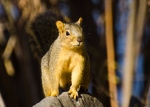 California depredation permits for red fox squirrels.