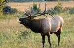 California depredation permits for elk