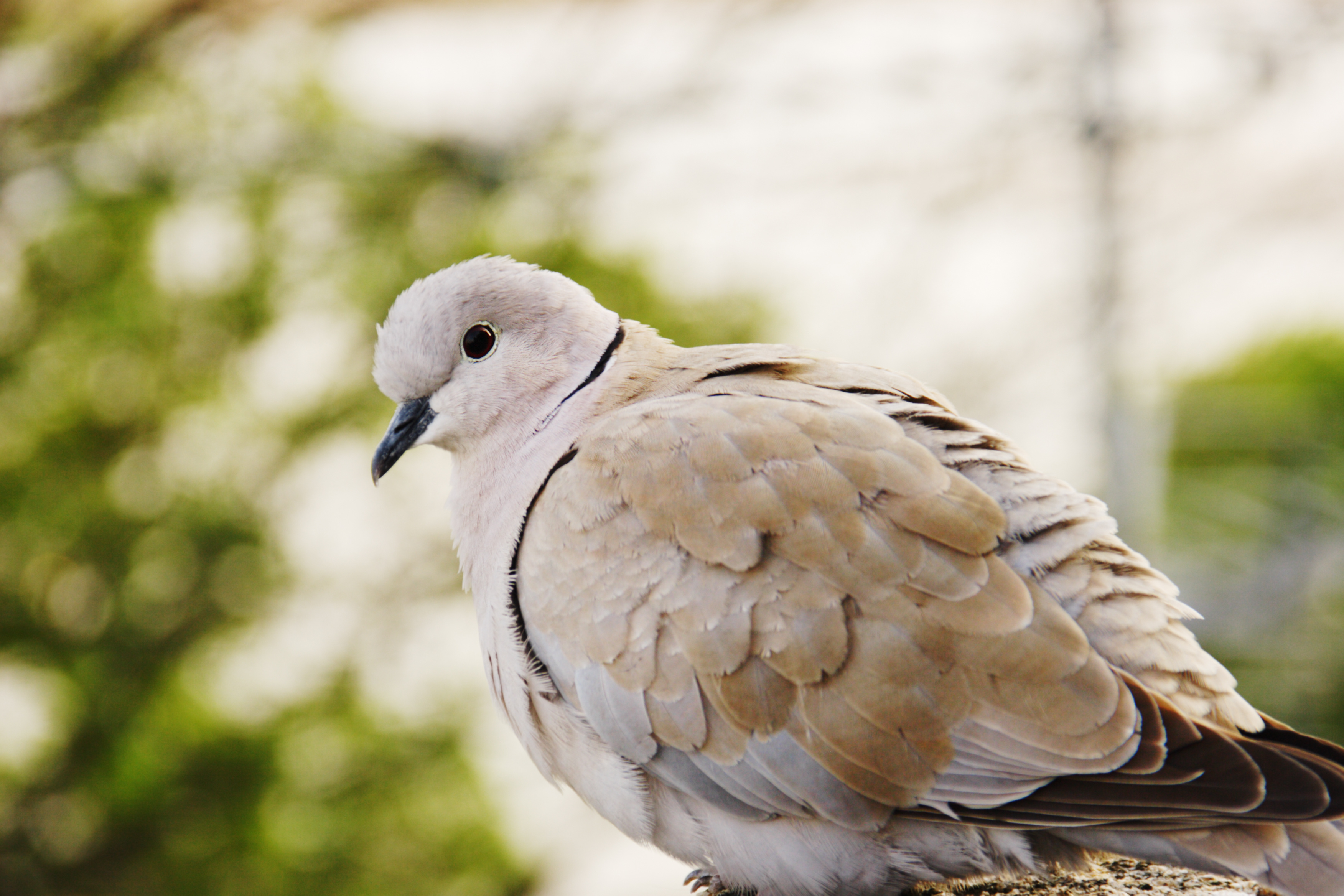 eurasian-collarred-dove.jpg