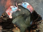 California depredation permits for wild turkeys.