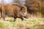 California depredation permits for wild pigs