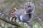 California depredation permits for gray squirrels.