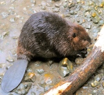 California depredation permits for beaver.