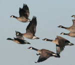 California goose hunting seasons for Lesser Canada geese.
