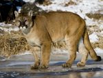 California Depredation Permits for Mountain Lions
