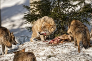California depredation permits for gray wolves.